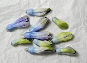 hyacinthknoppen (hyacinthus orientalis) 3-2013 4292
